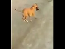 Argentina desnuda en la playa y perro le roba la tanga 2
